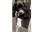 Adopt Sarah ~ SO CUTE!! a Labrador Retriever, Border Collie