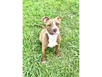 Adopt Cindy a Pit Bull Terrier, Mixed Breed
