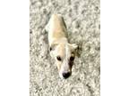 Adopt Sundial a Terrier, Mixed Breed