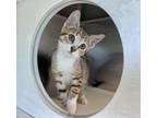 Adopt WC Scamp a Domestic Short Hair