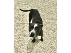 Adopt Izzy Jo a Pit Bull Terrier, Mixed Breed