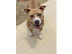 Adopt Ruby a Pit Bull Terrier, Mixed Breed