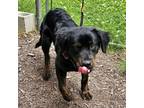Adopt Keena a Rottweiler, Bernese Mountain Dog
