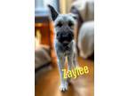 Adopt Zaylee a Terrier