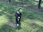 Adopt Zoey a American Staffordshire Terrier, Labrador Retriever
