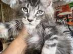 Gorgeous Maine Coon