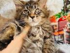 Cute Maine Coon Baby