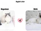 Expecting Three Registered Ragdoll Litters