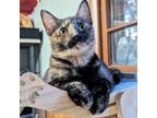 Adopt Busy Springtime Schedule a Domestic Short Hair