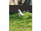Adopt Emma a Great Pyrenees