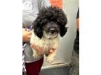 Adopt Roxie a Poodle, Mixed Breed