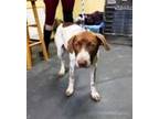 Adopt Rose a Pointer, Mixed Breed
