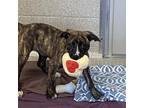 Adopt Rosalind a Cattle Dog, American Staffordshire Terrier