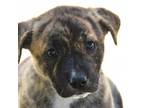 Adopt Rita a Cattle Dog, American Staffordshire Terrier