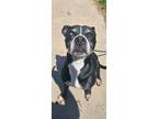 Adopt JoJo a Pit Bull Terrier, Mixed Breed