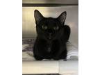 Adopt Stinky a Domestic Short Hair