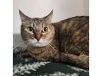 Adopt PEANUT in FOSTER a Domestic Short Hair
