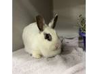 Adopt Nina a Bunny Rabbit