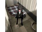 Adopt Lola a Black Labrador Retriever, Mixed Breed