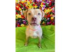 Adopt Katie a Mixed Breed