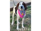 Adopt Delilah B a Treeing Walker Coonhound, Mixed Breed