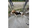 Adopt Willow a Hound, Mixed Breed