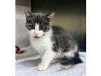 Adopt Coleslaw a Domestic Short Hair