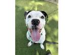 Adopt Febreeze a Pit Bull Terrier, Mixed Breed