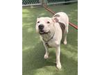Adopt Dottie a Pit Bull Terrier, Mixed Breed