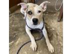 Adopt michonne a Pit Bull Terrier
