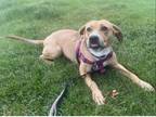 Adopt Legally Blonde a Mixed Breed