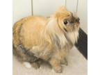 Adopt Blanche a English Lop