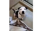Adopt Lillian a Pit Bull Terrier, Mixed Breed