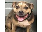 Adopt togepi a American Staffordshire Terrier