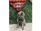 Adopt GRETEL a Leonberger, Mixed Breed