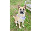 Adopt HALLEY a German Shepherd Dog, Mixed Breed