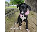 Adopt Wynonna a Mixed Breed, Black Labrador Retriever