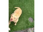 Adopt Indigo a Pit Bull Terrier