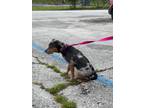 Adopt Maddie a Mixed Breed, Catahoula Leopard Dog
