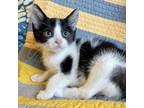 Adopt Electric Slide 6 a Domestic Short Hair