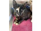 Adopt PENNY a Domestic Short Hair