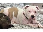 Adopt Bailey SC a Pit Bull Terrier