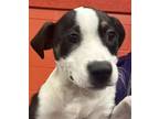 Adopt Pisces a Mixed Breed