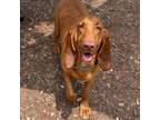 Adopt Marley a Bloodhound