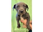 Adopt Kleo a Pit Bull Terrier, Mixed Breed