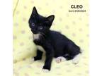 Adopt Cleo-9562 a Domestic Medium Hair, Domestic Short Hair