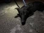 Adopt 55980085 a German Shepherd Dog, Mixed Breed