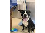Adopt Maleficent a Pit Bull Terrier, Mixed Breed