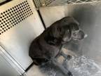 Adopt Sasha a Labrador Retriever, Mixed Breed