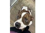 Adopt Beth Anne a Pit Bull Terrier, Mixed Breed